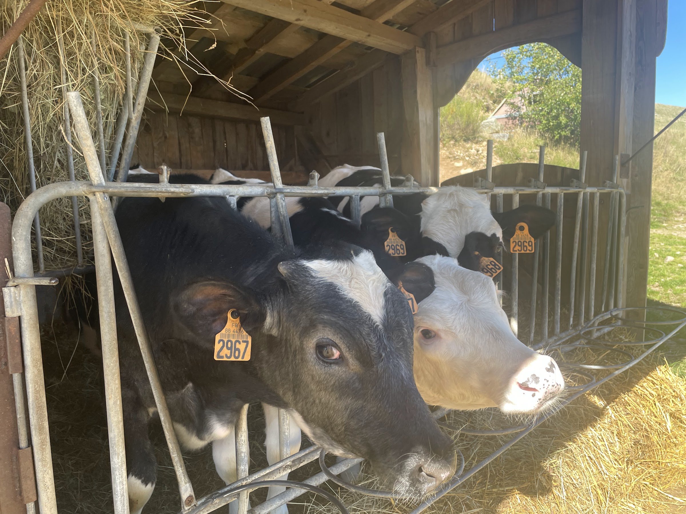 Ferme Auberge Felsach